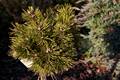 Pinus mugo var rotundata Krivak IMG_8376 Sosna kosodrzewina